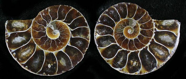 Small Desmoceras Ammonite Pair - #27887